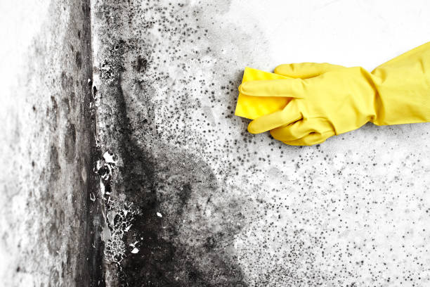 Best Mold Damage Repair  in Centreville, MD