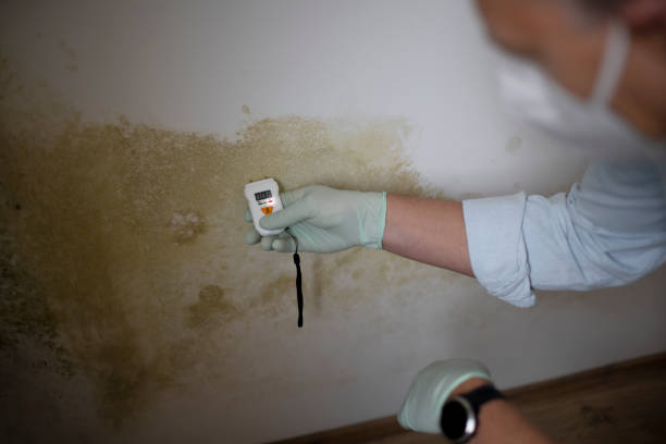 Best Toxic Mold Removal  in Centreville, MD
