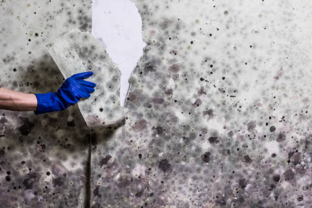 Best Attic Mold Removal  in Centreville, MD